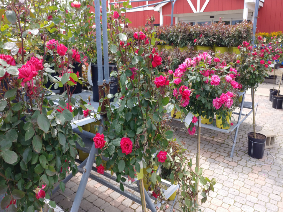 Meldrum Bros. Nursery & Supply PLants Flowers New Baltimore, MI 48047