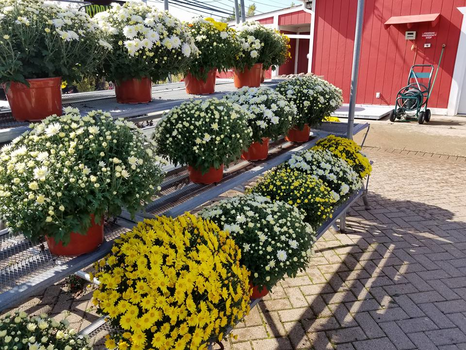 Meldrum Bros. Nursery & Supply PLants Flowers New Baltimore, MI 48047