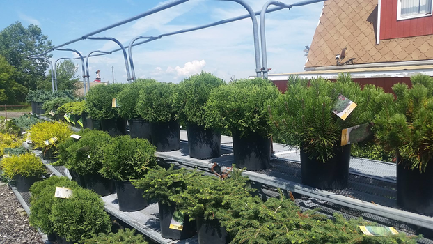 Meldrum Bros. Nursery & Supply PLants Flowers New Baltimore, MI 48047