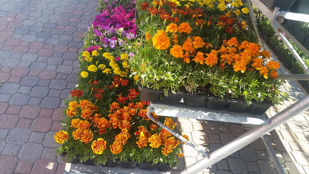 Meldrum Bros. Nursery & Supply PLants Flowers New Baltimore, MI 48047