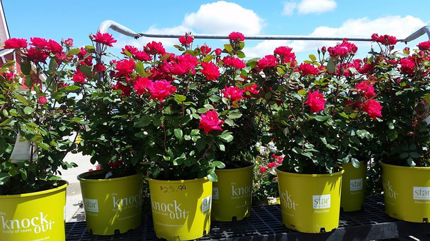Meldrum Bros. Nursery & Supply PLants Flowers New Baltimore, MI 48047