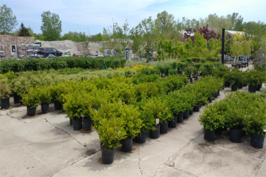 Meldrum Bros. Nursery & Supply PLants Flowers New Baltimore, MI 48047