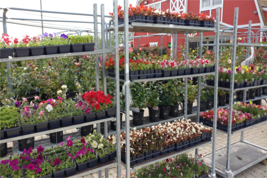 Meldrum Bros. Nursery & Supply PLants Flowers New Baltimore, MI 48047