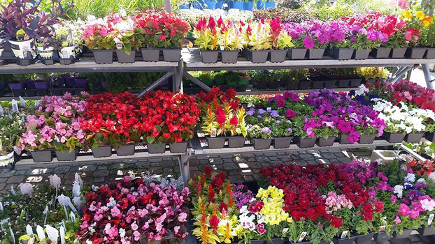 Meldrum Bros. Nursery & Supply PLants Flowers New Baltimore, MI 48047