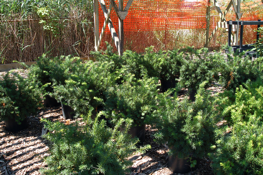 Meldrum Bros. Nursery & Supply PLants Flowers New Baltimore, MI 48047