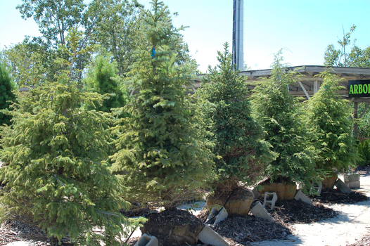 Meldrum Bros. Nursery & Supply PLants Flowers New Baltimore, MI 48047
